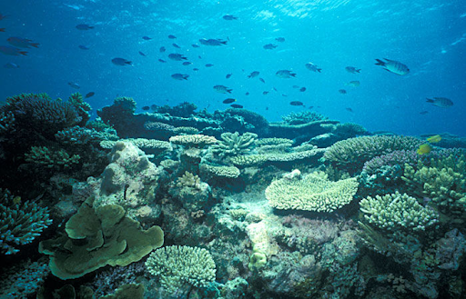 photo of Gulf of Mannar Marine National Park